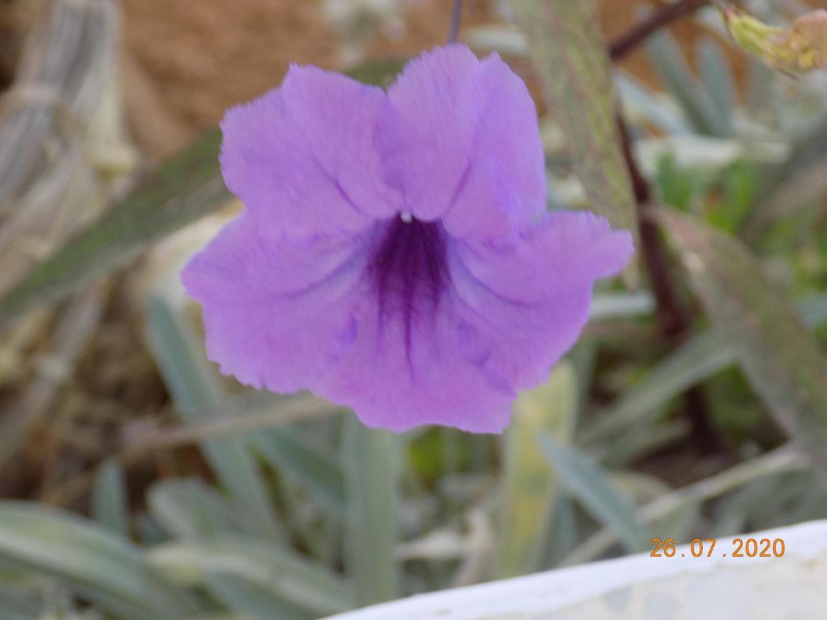 Dar Mamina Bed and Breakfast Sidi ash Shammakh Εξωτερικό φωτογραφία